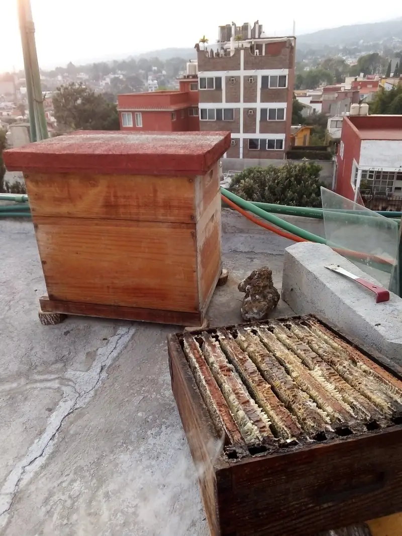 Colmenas de madera en una azotea