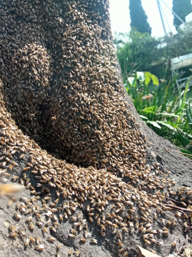 Enjambre de abejas en el tronco de un árbol