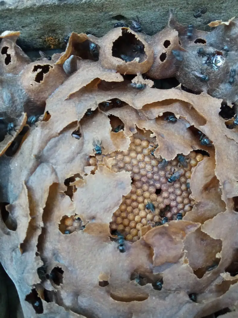 Nido de abejas nativas sin aguijón