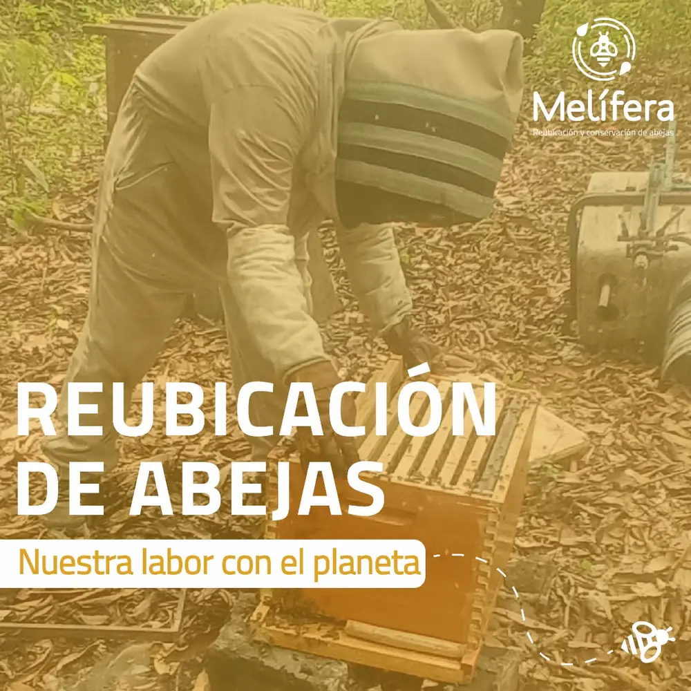 Reubicación de abejas: nuestra labor en el planeta