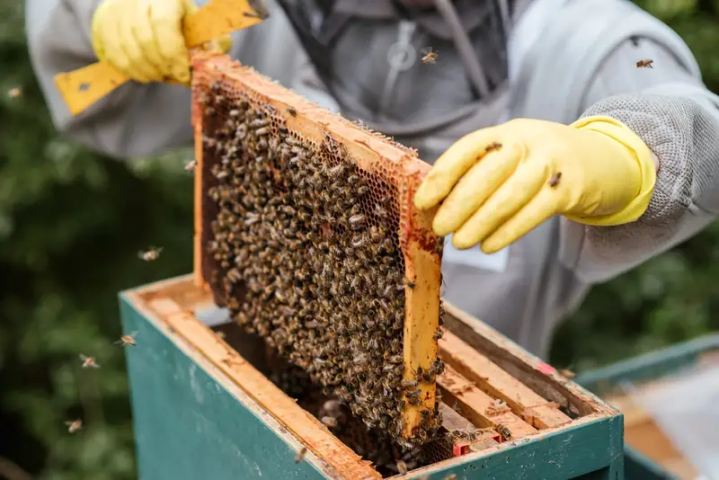 Conservacionista sostiene un marco de panal lleno de abejas